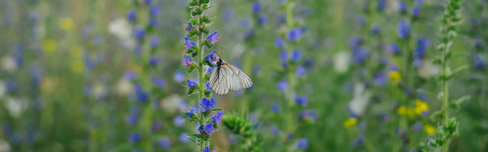 pexels-no-name-14543-130304